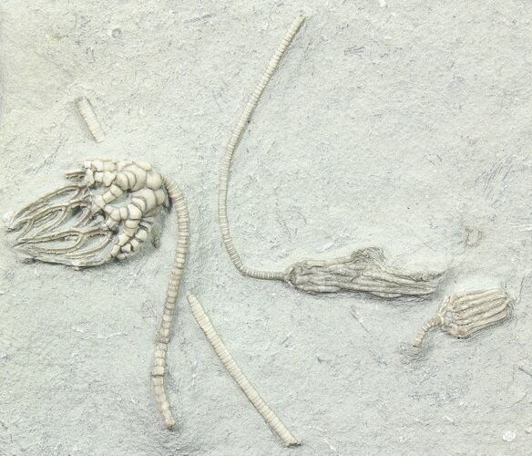 Three Fossil Crinoids (Macrocrinus, Parisocrinus & Cyathocrinites) #78302